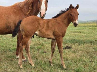 Top Gun Rooster JW<BR>AQHA PENDING